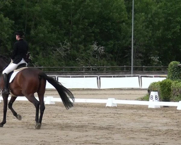 Reitturnier Frechen-Grefrath - Sonnenhof 2016