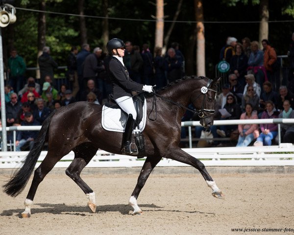 dressage horse Dakito 6 (Hanoverian, 2014, from Dancier) dressage horse Dakito 6 (Hanoverian, 2014, from Dancier)