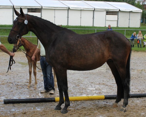 broodmare Ratinia (Hessian Warmblood, 2002, from Rubin Star N)