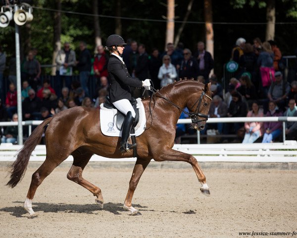 dressage horse Bormidou (Oldenburg, 2014, from Bordeaux 28)