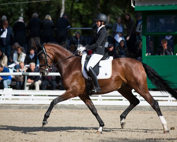 dressage horse Boogie Woogie 9 (Oldenburg, 2014, from Best of Gold)
