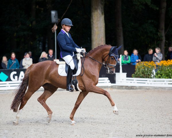Dressurpferd CATY OLD (Oldenburger, 2014, von Sir Donnerhall I)