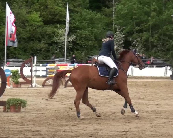 Reitturnier Frechen-Grefrath - Sonnenhof 2016