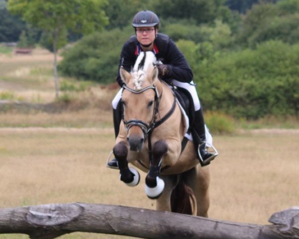 stallion Carlsson Vom Eekbarg (Fjord Horse, 2007, from Østerskov's Cavan)
