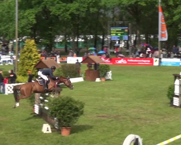 Reitturnier Cottbus-Sielow 2016