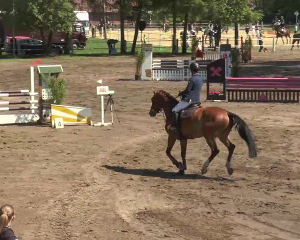 Reitturnier Mettingen 2016