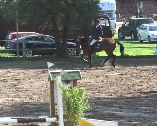 Reitturnier Mettingen 2016