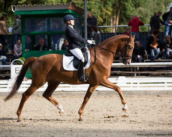 dressage horse Baron Bolligru E (Hanoverian, 2014, from Bordeaux 28)