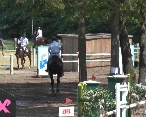 Reitturnier Mettingen 2016