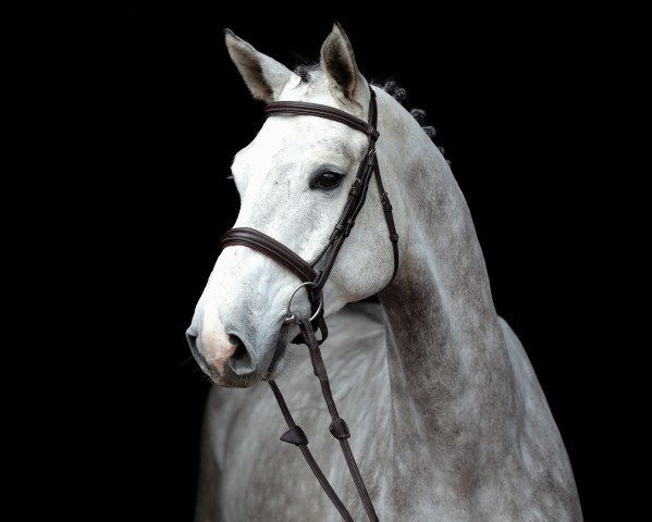 jumper Aventinus 9 (Oldenburg show jumper, 2015, from Argentinus)