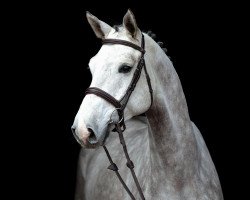 jumper Aventinus 9 (Oldenburg show jumper, 2015, from Argentinus)