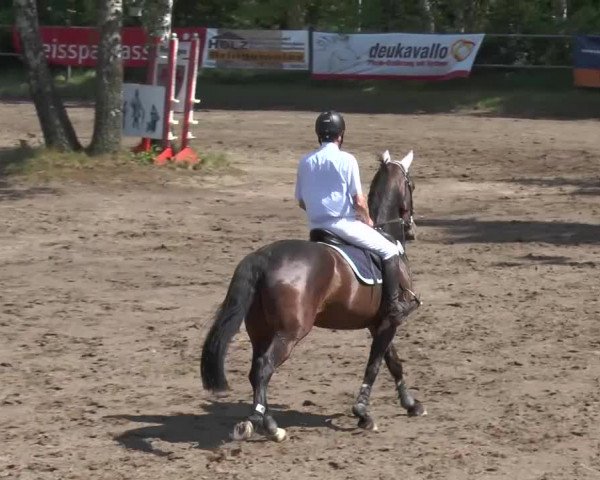 Reitturnier Mettingen 2016