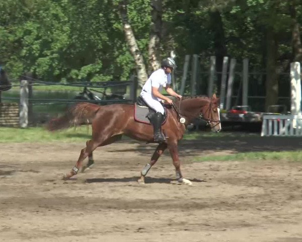 Reitturnier Mettingen 2016