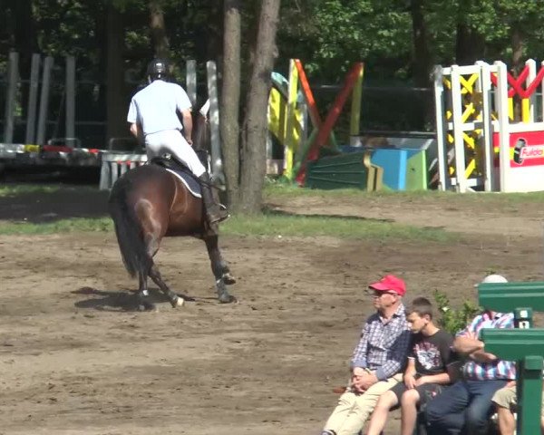 Reitturnier Mettingen 2016