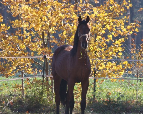 stallion Sir Coco (Oldenburg, 2020, from Sir Heinrich OLD)