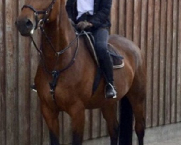 Springpferd Palmyra (Trakehner, 2006, von Blitz und Donner)