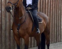 Springpferd Palmyra (Trakehner, 2006, von Blitz und Donner)