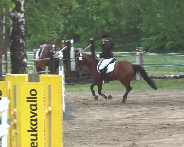 Reitturnier Mettingen 2016