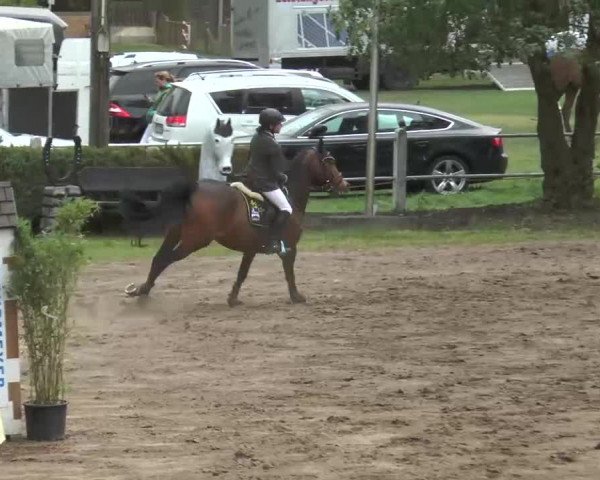 Reitturnier Mettingen 2016
