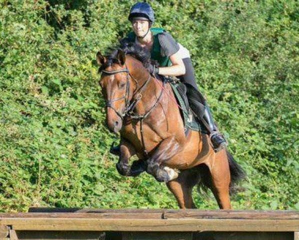 Springpferd Phoenix 164 (Westfale, 2007, von Piano II)