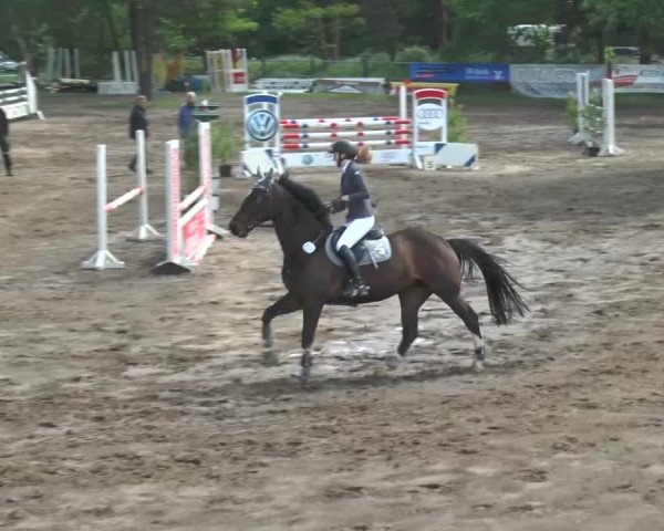 Reitturnier Mettingen 2016