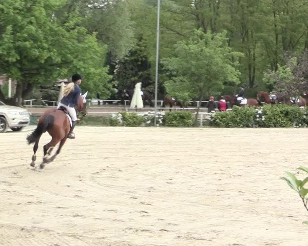 Reitturnier Bochum-Nord 2016