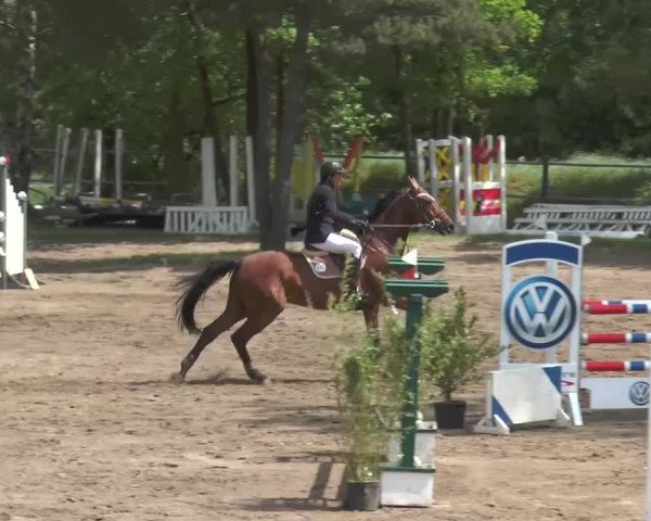 Reitturnier Mettingen 2016