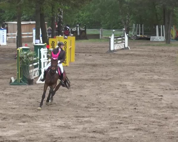 Reitturnier Mettingen 2016