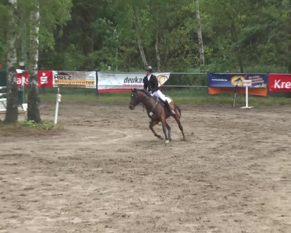 Reitturnier Mettingen 2016