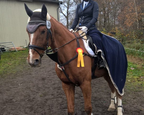 jumper Skatman 3 (Hanoverian, 2001, from Stakkato)