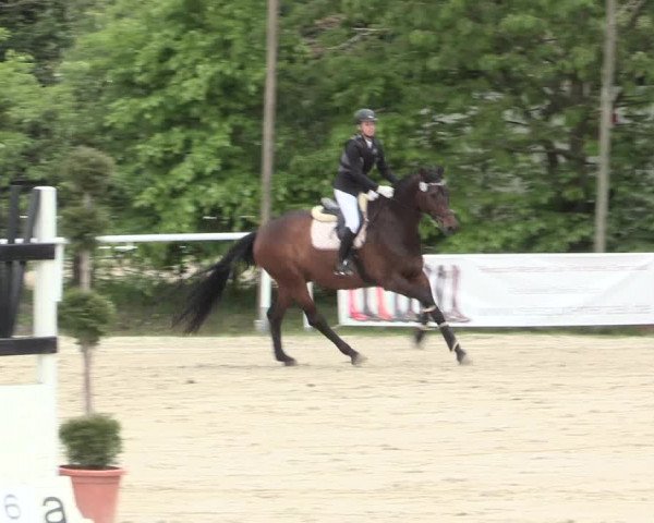 Reitturnier Bochum-Nord 2016