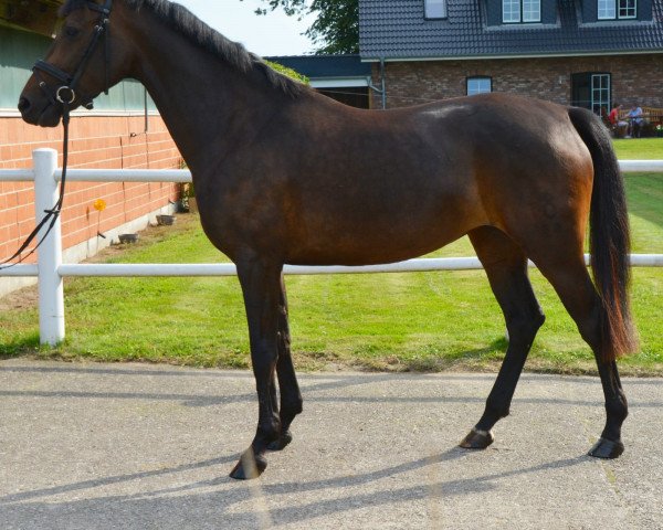 horse Merida (Oldenburg, 2016, from Tannenhof's Fahrenheit)