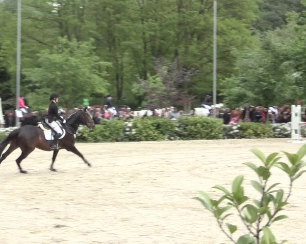 Reitturnier Bochum-Nord 2016