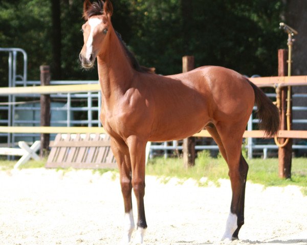 Pferd Clark (Westfale,  , von Carambole)