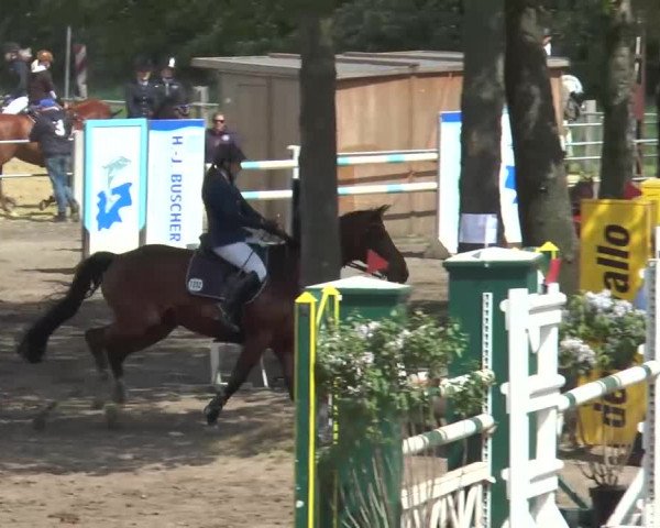 Reitturnier Mettingen 2016