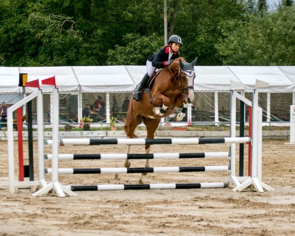 broodmare Comtessa della Fortuna (Hanoverian, 2015, from Comte)