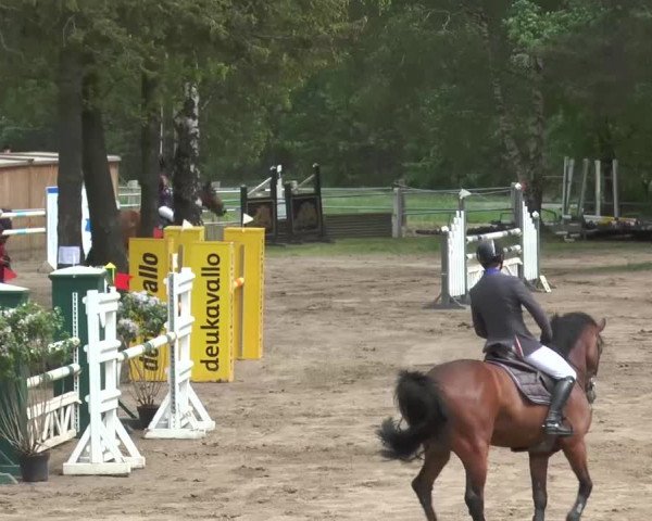 Reitturnier Mettingen 2016