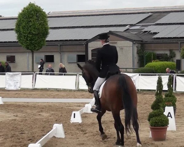 Reitturnier Frechen-Grefrath - Sonnenhof 2016