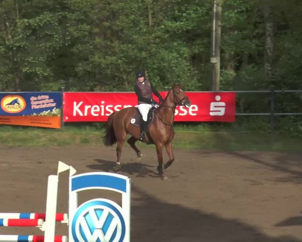 Reitturnier Mettingen 2016