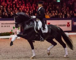 stallion Glock's Total Us (Hanoverian, 2012, from Totilas)
