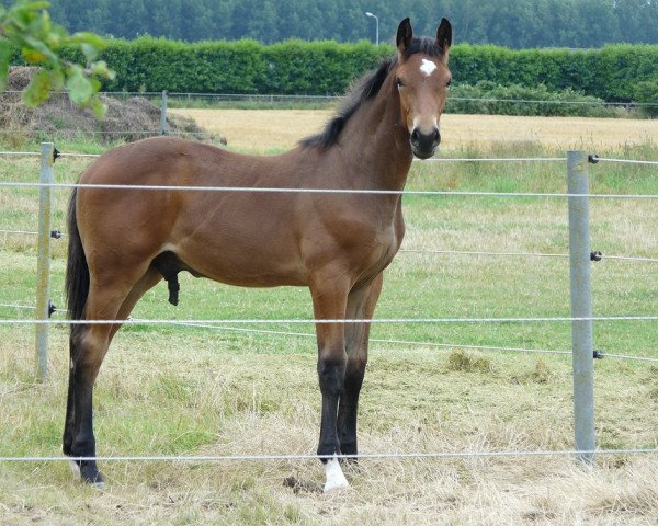 horse Don Juan Z (KWPN (Royal Dutch Sporthorse), 2019, from Don van het Parelshof Z)