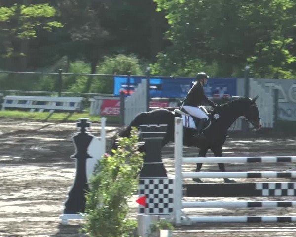 Reitturnier Mettingen 2016
