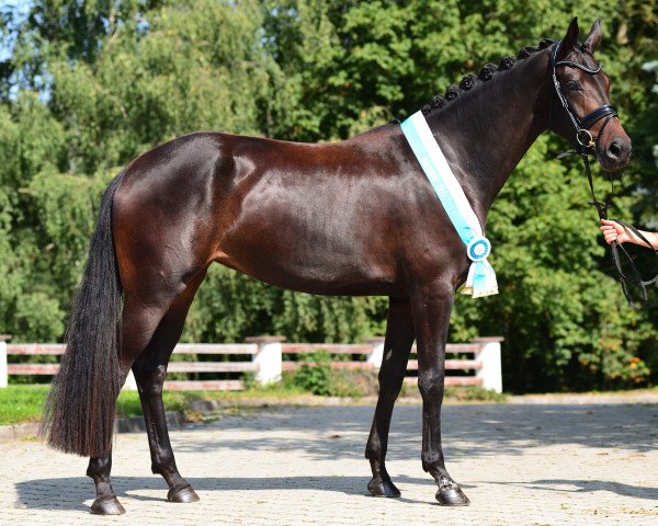dressage horse Prinzessin Paula 5 (German Sport Horse, 2016, from Fürsten-Look)