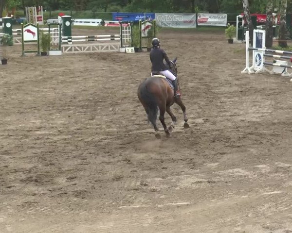 Reitturnier Mettingen 2016