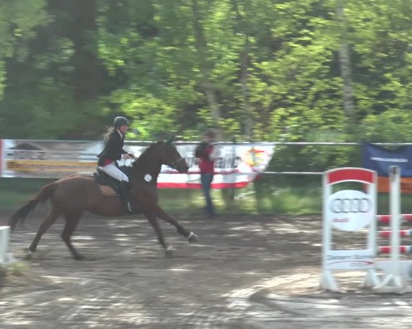 Reitturnier Mettingen 2016