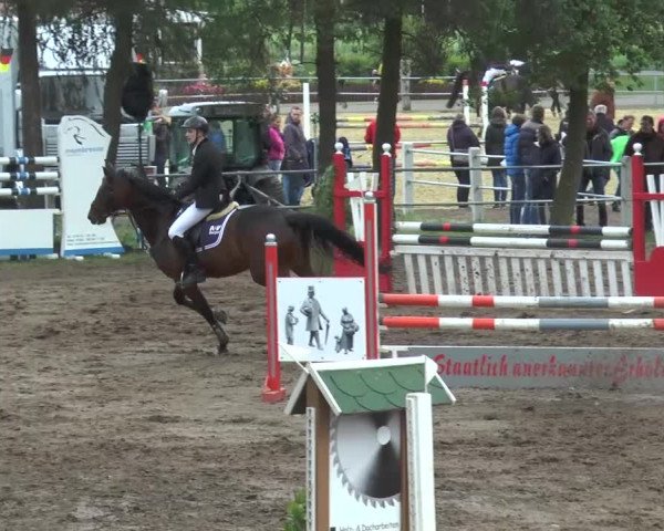 Reitturnier Mettingen 2016