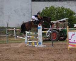 broodmare Quintana 79 (Holsteiner, 2009, from Quo Vados I)