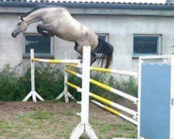 jumper Stubbenhof's Concordia (German Warmblood, 2014, from Crumble)