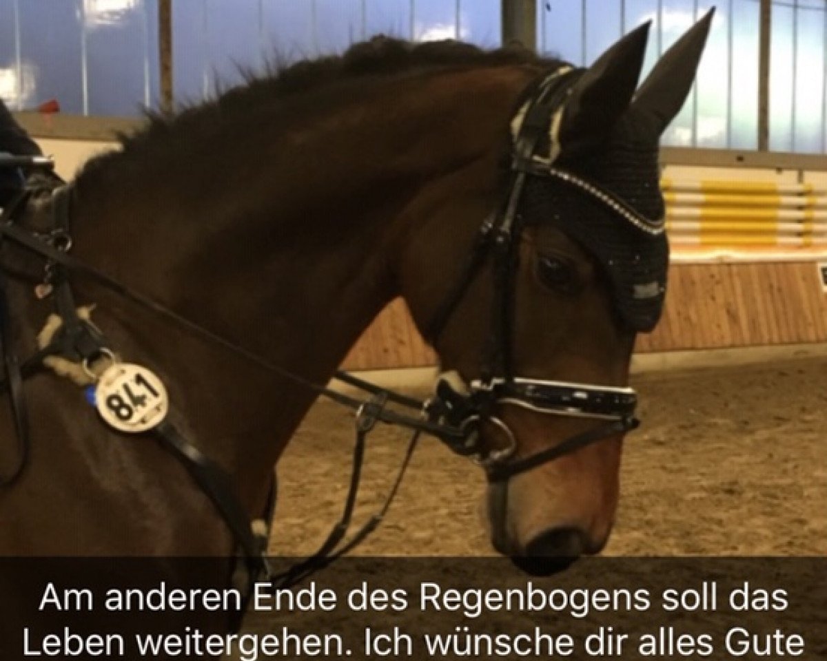 Springpferd Vayana (Hannoveraner, 2013, von Vesuv 35)