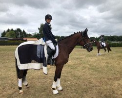 broodmare Erna Cornelia Pink (KWPN (Royal Dutch Sporthorse), 2013, from Cachet L)